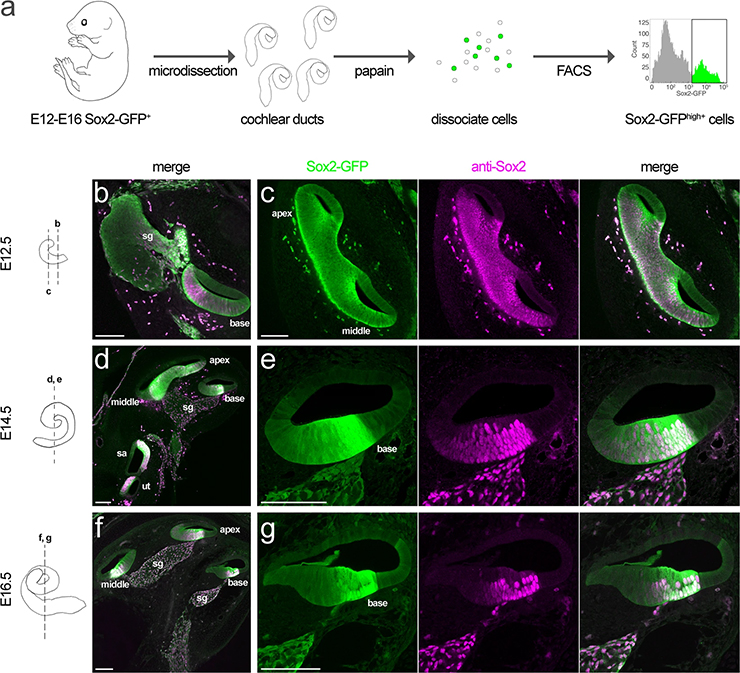 Sox2 Immunohistochemistry Gene Expression Assay - GXD
