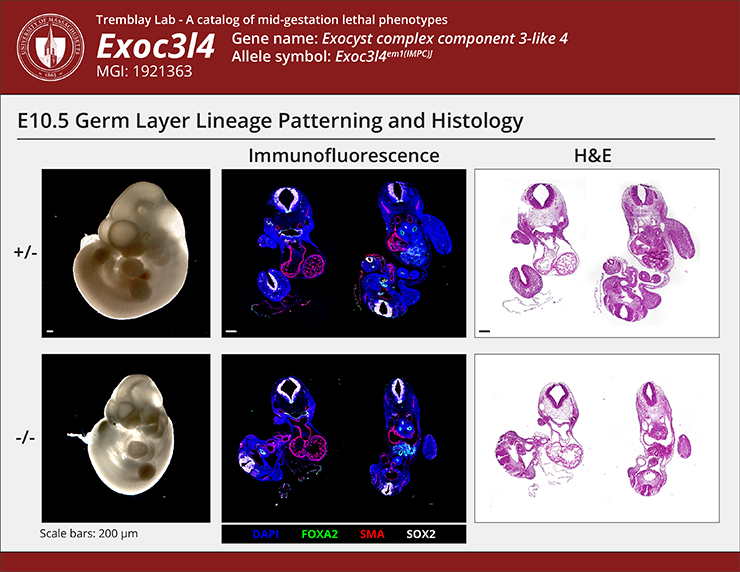 Gene Expression Image Detail